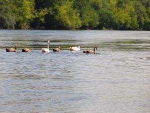 Bel Air de Rosette - Cygnes