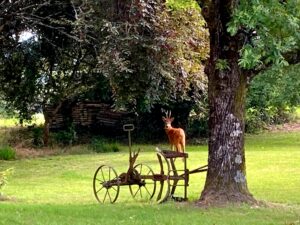 Bel Air de Rosette - Chevreuil en visite au gîte